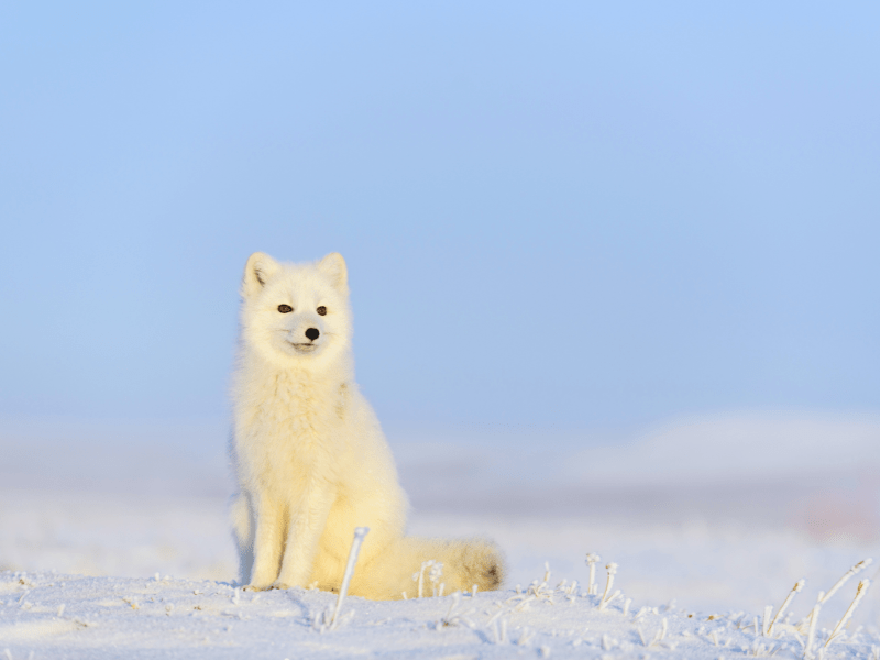 Package tours to Iceland from Australia